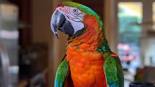 PARROT MADNESS! MY MACAW ROCKY WON'T STOP SCREAMING!