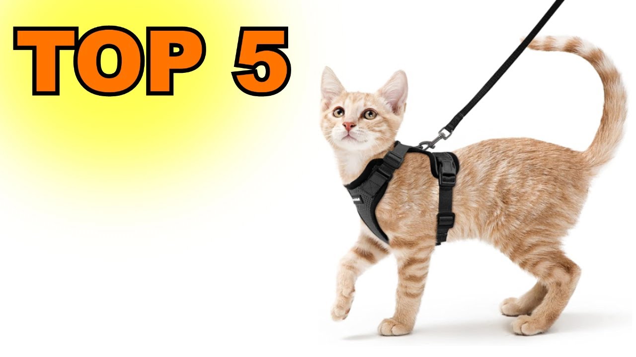 harnais pour chat TOP 5 des meilleurs harnais pour chat à acheter en 2024 YouTube