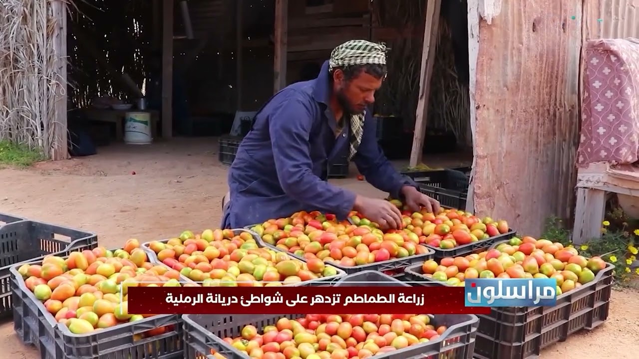 المراسل خليل البرغثي _ زراعة الطماطم تزدهر على شواطئ دريانة الرملية بساحل بلدية توكرة