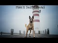 Belgian Malinois | Man’s Best Friend |