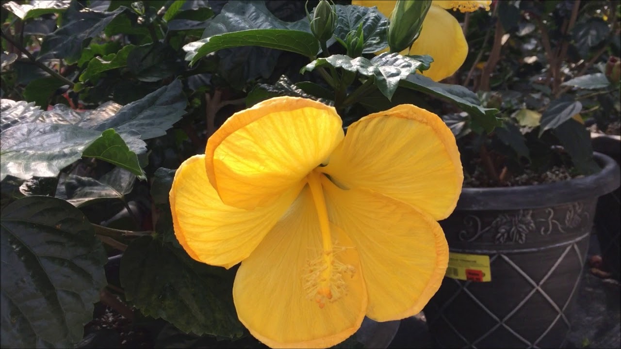 Countryside Greenhouse & Nursery Allendale, MI YouTube