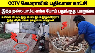 CCTV கேமராவில் பதிவான காட்சி | நாய் சத்தமிட்டதால் நல்லபாம்பு இங்கே பதுங்கியது என்று தெரிந்தது! 🐍🐕