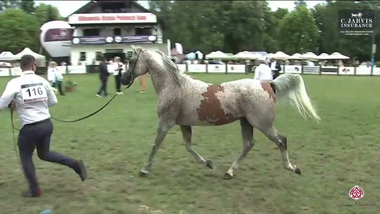N.116 PIERNAT - All Polish Arabian Horse Championship 2024 - Stallions 10+ Years Old (Class 12)