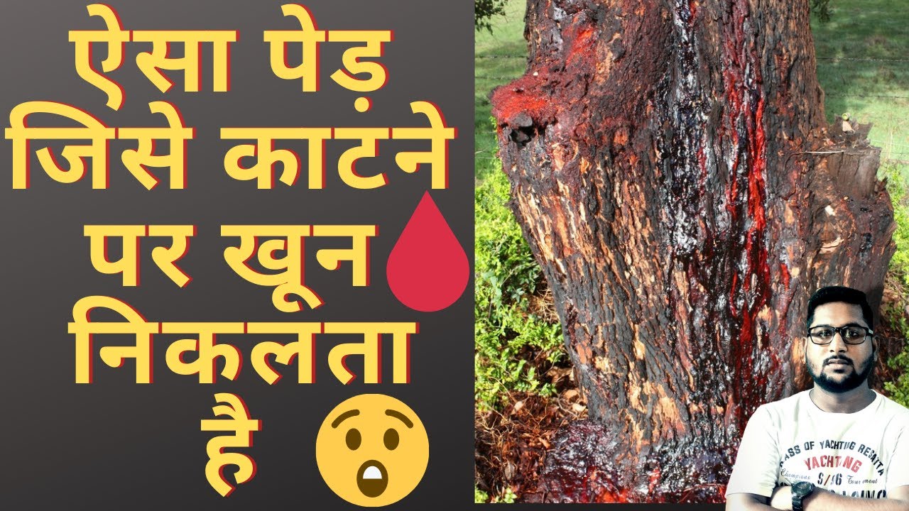 Ped kaatne par khun nikalta hai tree that bleeds when cut 