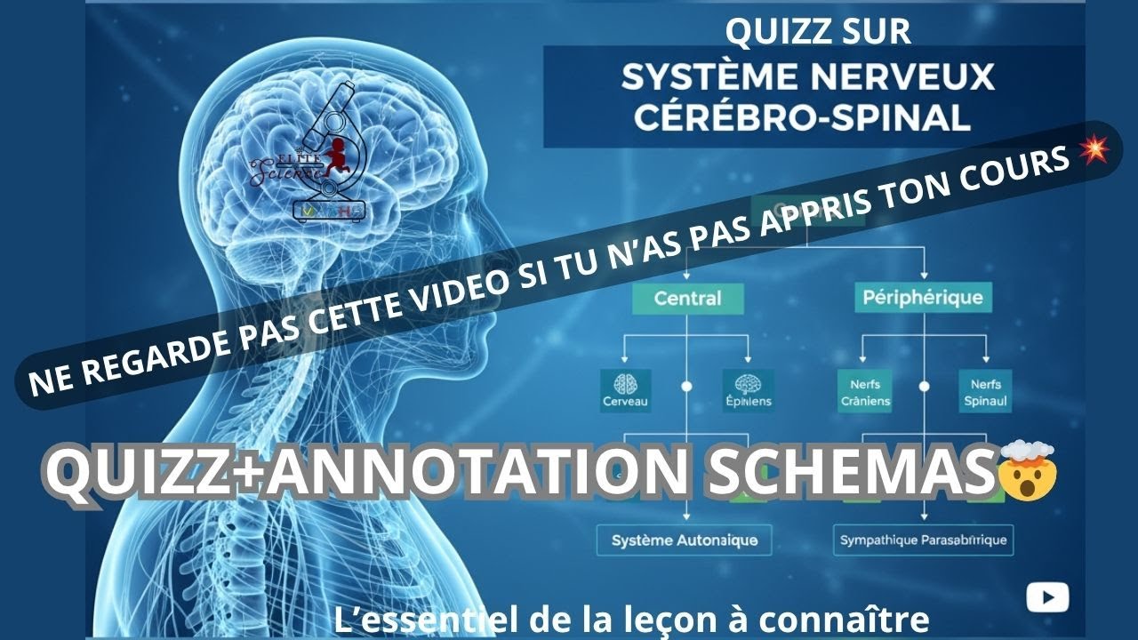 📽(TS/SVT) QUIZZ-DEVOIR SUR ORGANISATION DU SN 🧠 ATTENTION: si tu sais pas ton cours ne regarde pas😎