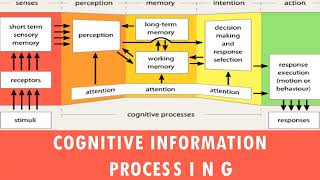 Cognitive Information Processing in Psychology | Basic Principles of Information Processing System