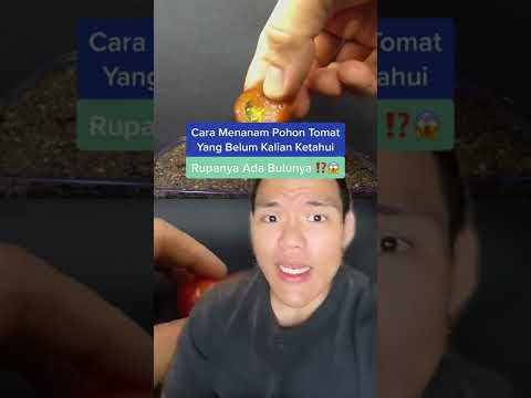 Video: Informasi Ghost Cherry: Cara Menanam Tanaman Tomat Cherry Hantu