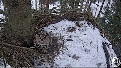 LDF Ūpis tiešraide / Eurasian Eagle-owl webcam in Latvia
