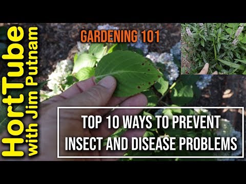 How to Prevent Insects and Diseases in the Garden🐛🐞 - 10 Ideas