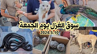 سوق الغزل لبيع الحيوانات في بغداد لهذا اليوم 2024/5/10