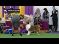 Australian Shepherds | Breed Judging 2019