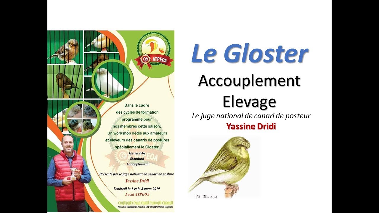 LE CANARI GLOSTER Accouplement et Elevage Part 2 YouTube