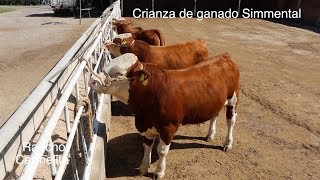 Crianza de Ganado Simmental en Jalisco - Salvador Romero Valencia -