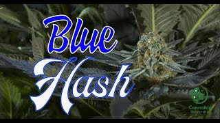 Blue Hash Feminized Strain by Dinafem Seeds