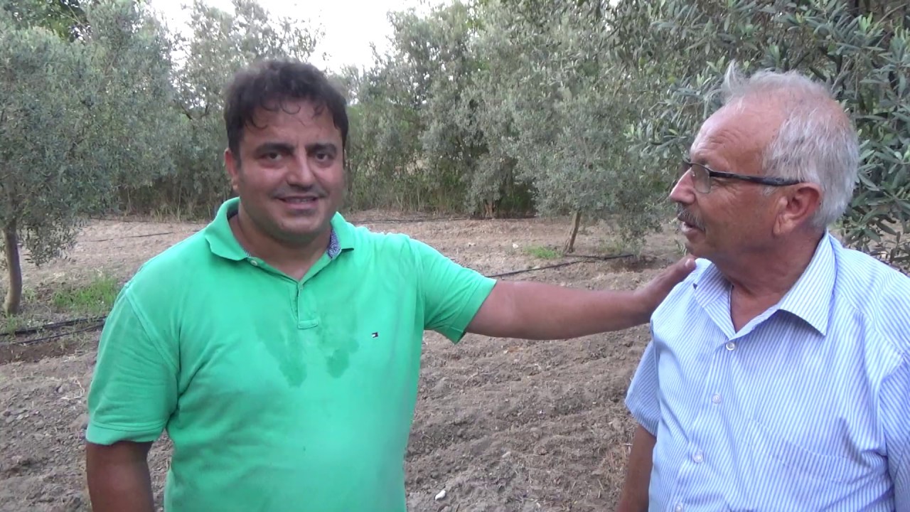 Kadirli - Dalları Çalı Gibi Zeytin Ağaçların Bakımı - Her Yıl Zeytin Vermesini Sağlamak