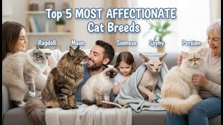 Top 5 MOST AFFECTIONATE Cat Breeds You Need to Know