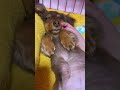 舌をしまい忘れたチワックスの子犬 dog#Shorts