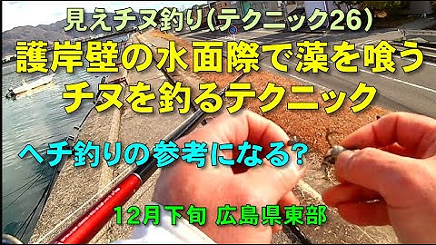 見えチヌ釣り（テクニック２６）護岸壁の水面際の水深50cm前後で藻を喰うチヌを釣る方法を解説(ヘチ釣りの参考になる？)【前打ち／ヘチ釣り／落とし込み／河川／クロダイ／カニ／釣り方／サイトフィッシング】