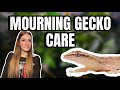 Mourning Gecko Care Guide | Setup, Diet, Humidity &amp; Tank Tips
