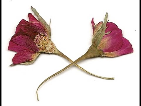 How to Press and dry flowers - YouTube