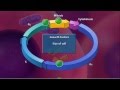 Cell Division and Mitosis in Eukaryotic Organisms