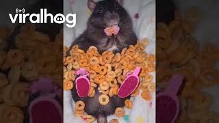 Adorable Rat Rests In A Blanket Of Cheerios || Viralhog