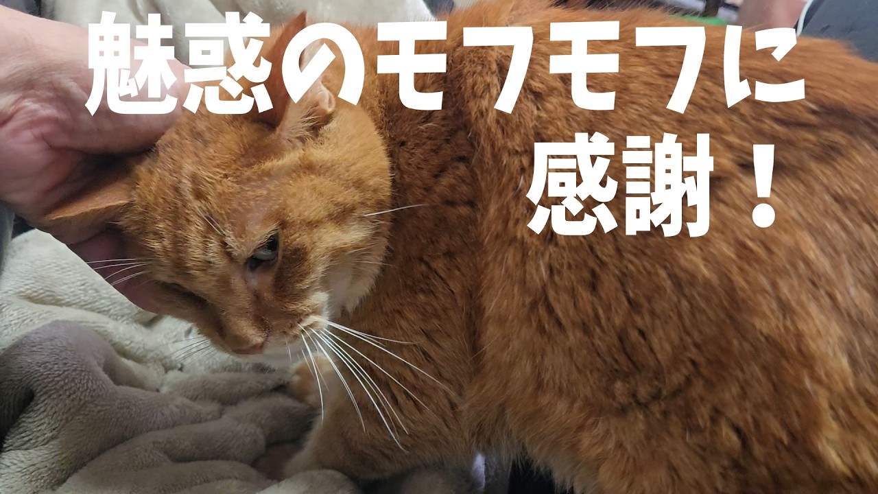 Orange Tabby Appreciation Day [Living with 4 Cats 1654] - YouTube