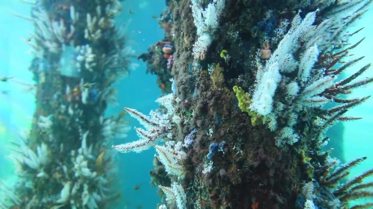 Busselton Jetty Underwater Observatory YouTube