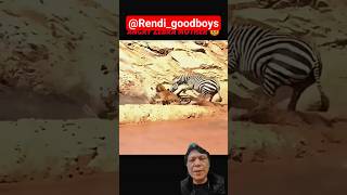 Running Together: Zebra and Baby Face Danger, What Will Happen?"  #SurvivalStory #ZebraAdventure