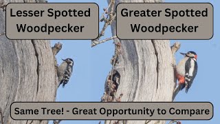 Lesser Spotted Woodpecker Compared to the Great Spotted Woodpecker