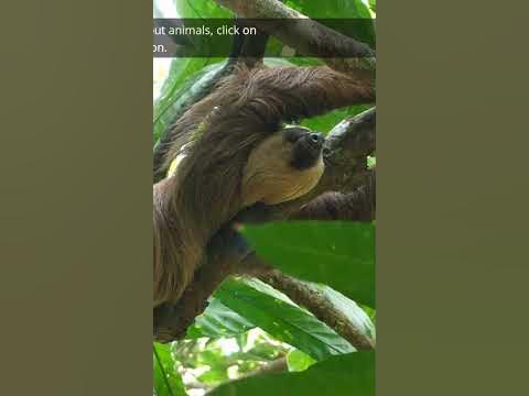 What is a Baby Sloth Called? #shorts #sloth #babysloth #shortsfeed #