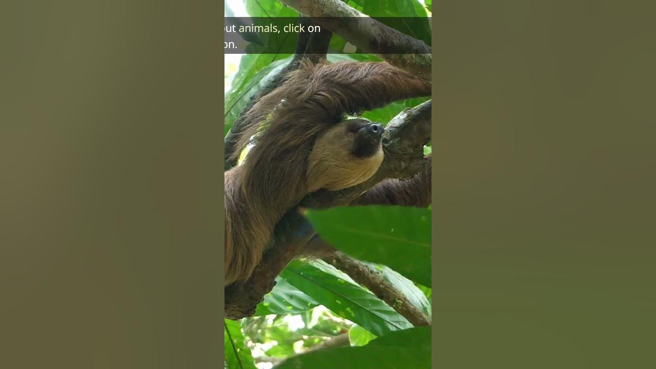 What is a Baby Sloth Called? #shorts #sloth #babysloth #shortsfeed #