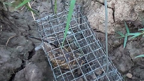 Đặt bẫy chuột bá đạo không mồi dính chim luôn/Bình Trần.