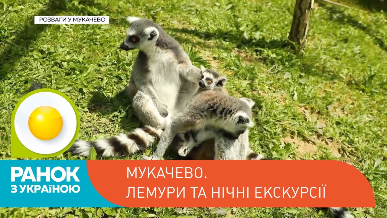 Мукачево. Лемури та нічні екскурсії | Ранок з Україною