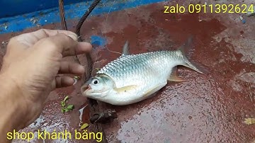 CÂU CÁ MÈ VINH BẰNG NGÒ RÍ | Fishing Tench Coriander  ( Tập 1 )