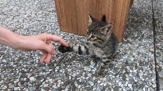Tabby kitten wants to play with me after eating