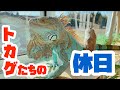 トカゲたちの休日☆
