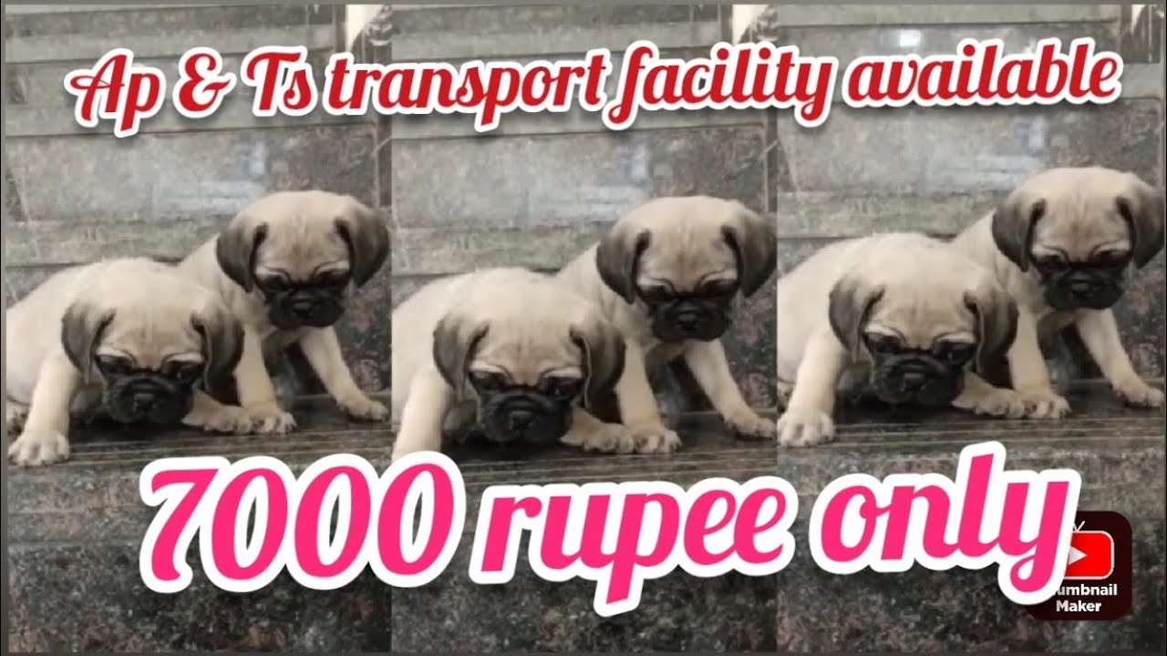 Pug puppies for sale9700708058hyderabaddog market in hyderabad YouTube