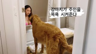 ⁣강아지가 사람을 목욕시킨다고?? Dog gives Human a Bath
