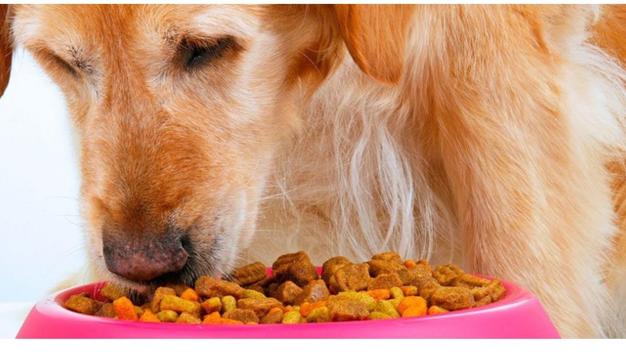 16 dog food brands may cause heart disease in pets, FDA warns