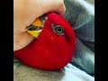 Red birb wuewuewuewuewue