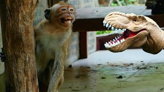 Funny Prank Monkey By Dinosaur Head | Dinosaur Head Prank