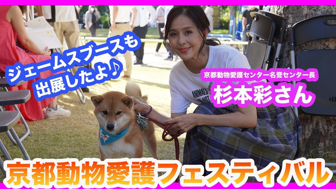 京都動物愛護フェスティバルにジェームス登場だワン！！嵐山の柴犬ジェームス！～Shiba inu james by kyoto～