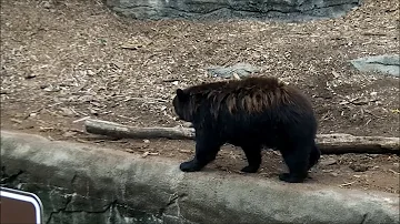 Are animals unhappy in zoos?