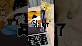 【牛奶是只猫】原来小猫也有不同的Mbti