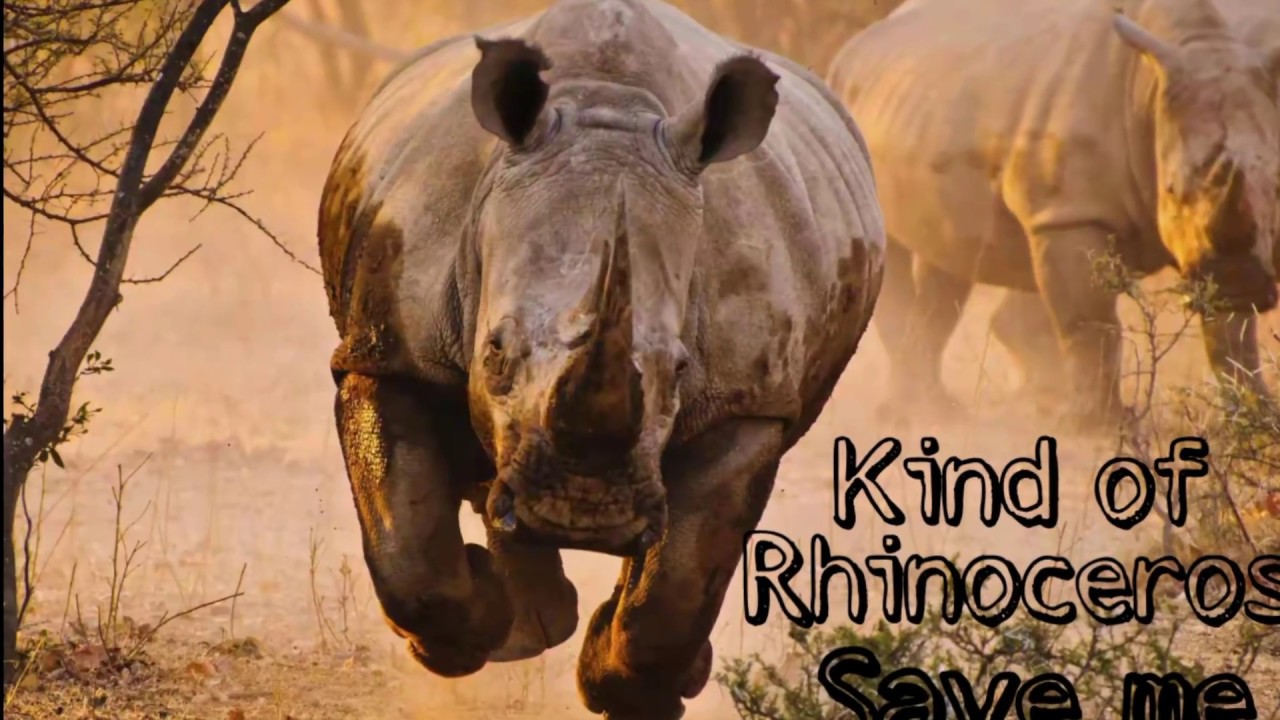 Type of Rhinoceros - YouTube