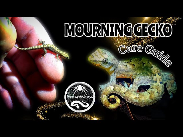 Mourning Gecko Care Guide & Basic Information class=