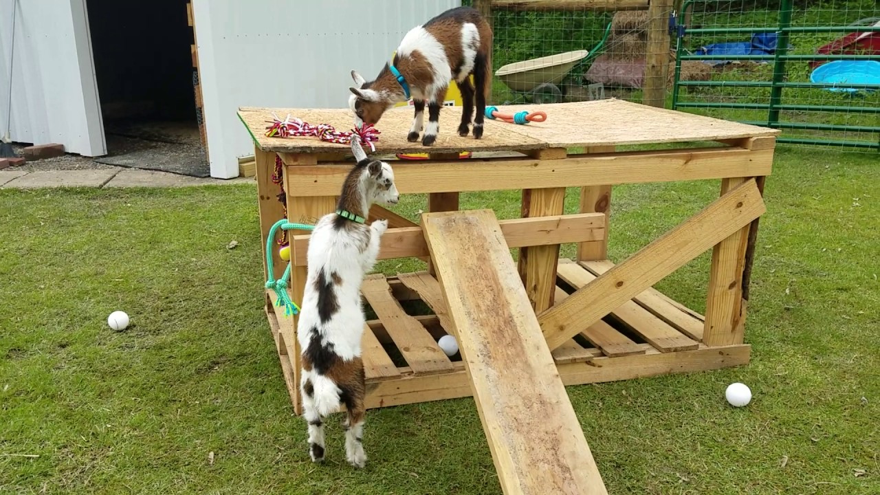 Nigerian dwarf goats playing on a homemade yard structure 