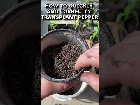 Video: Gjødsel for pepper. Jordforberedelse for planting av paprika. Bulgarsk pepper: dyrking og stell i det åpne feltet