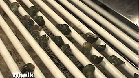 Kerian Grader Sorting Whelk by Size